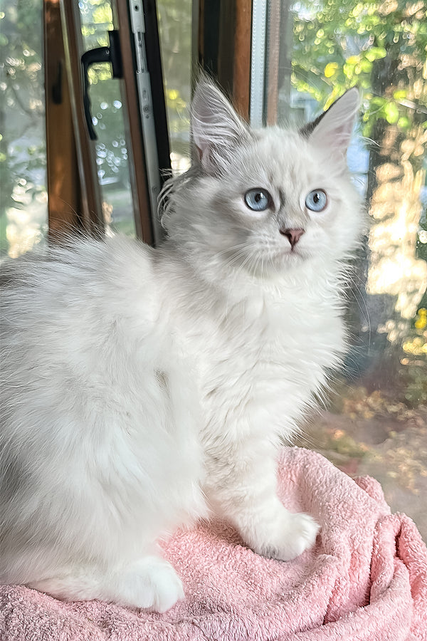 Valentine | Siberian Kitten