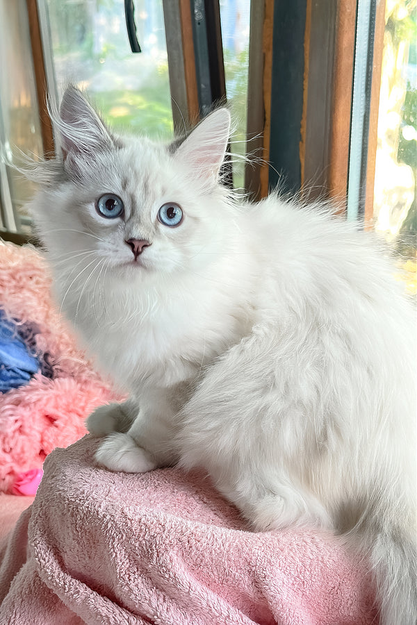 Valentine | Siberian Kitten