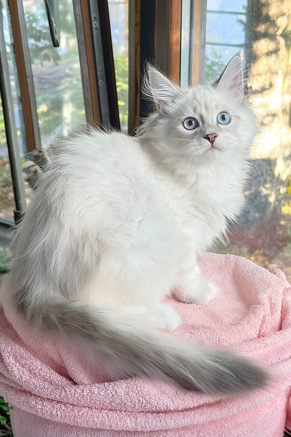 Valentine | Siberian Kitten