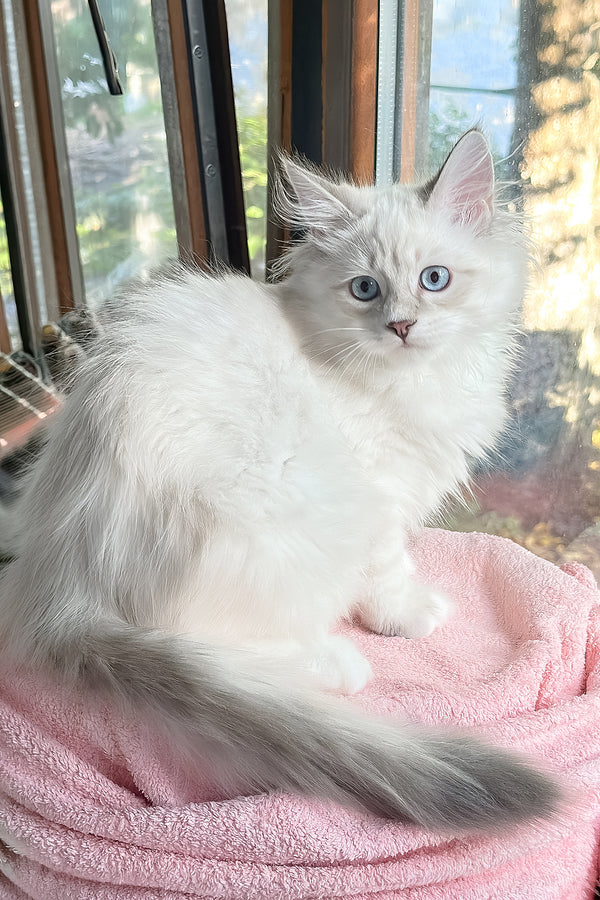 Valentine | Siberian Kitten