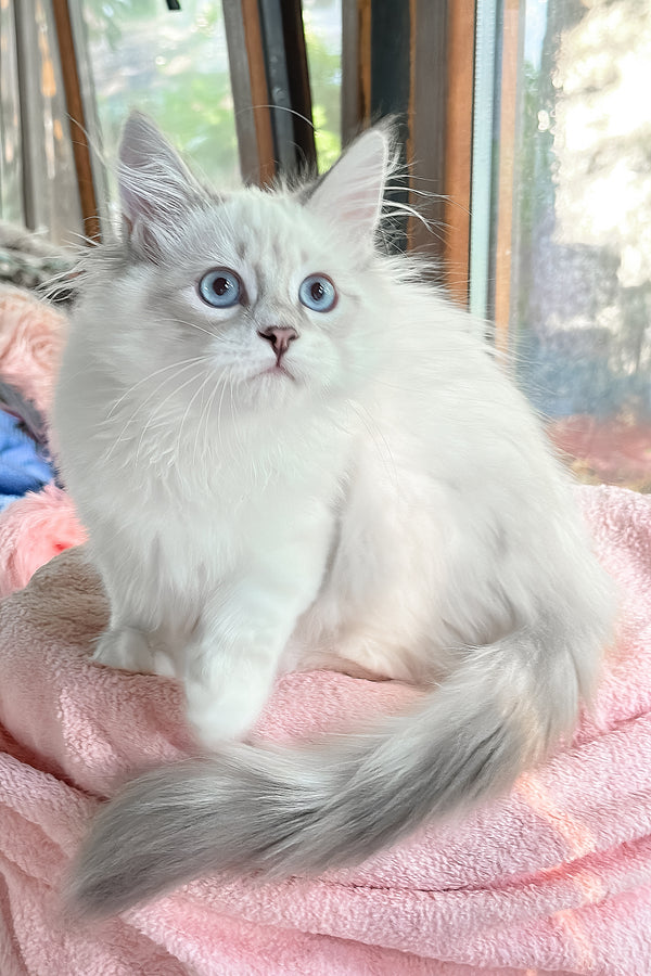 Valentine | Siberian Kitten