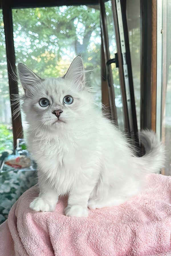 Valentine | Siberian Kitten