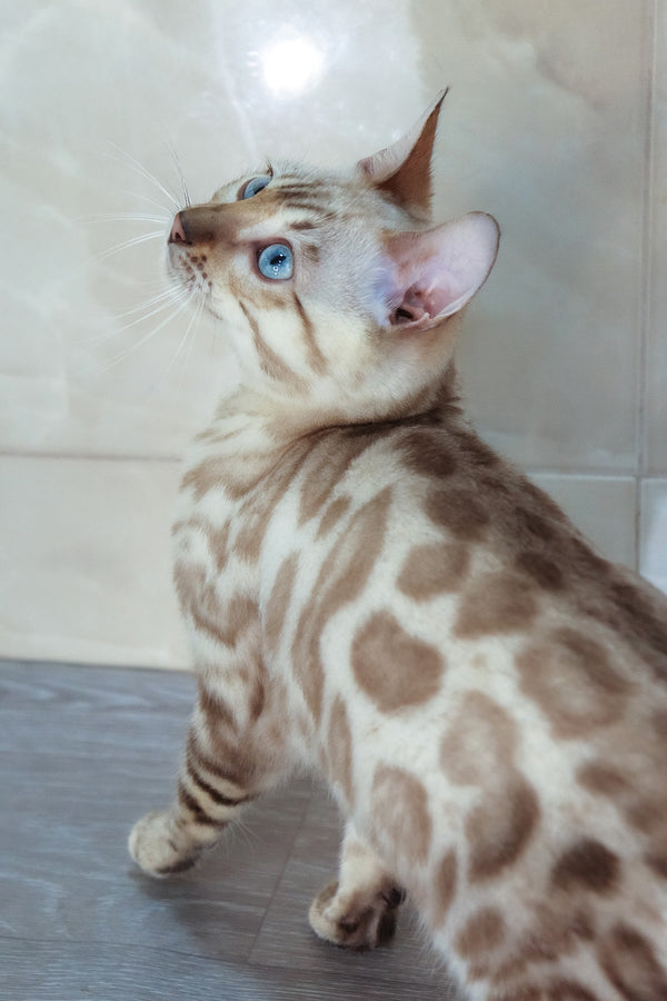 Walter | Bengal Kitten