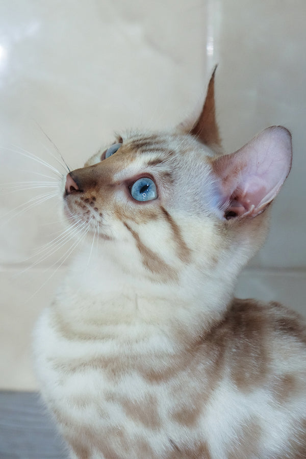 Walter | Bengal Kitten