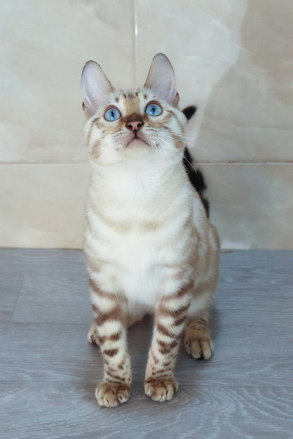 Walter | Bengal Kitten