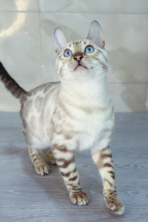 Walter | Bengal Kitten