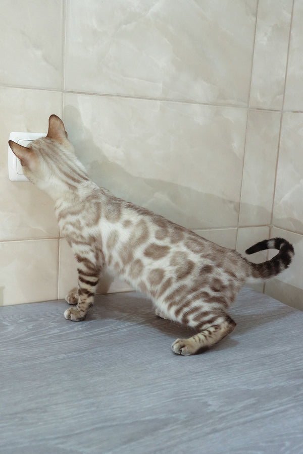 Walter | Bengal Kitten