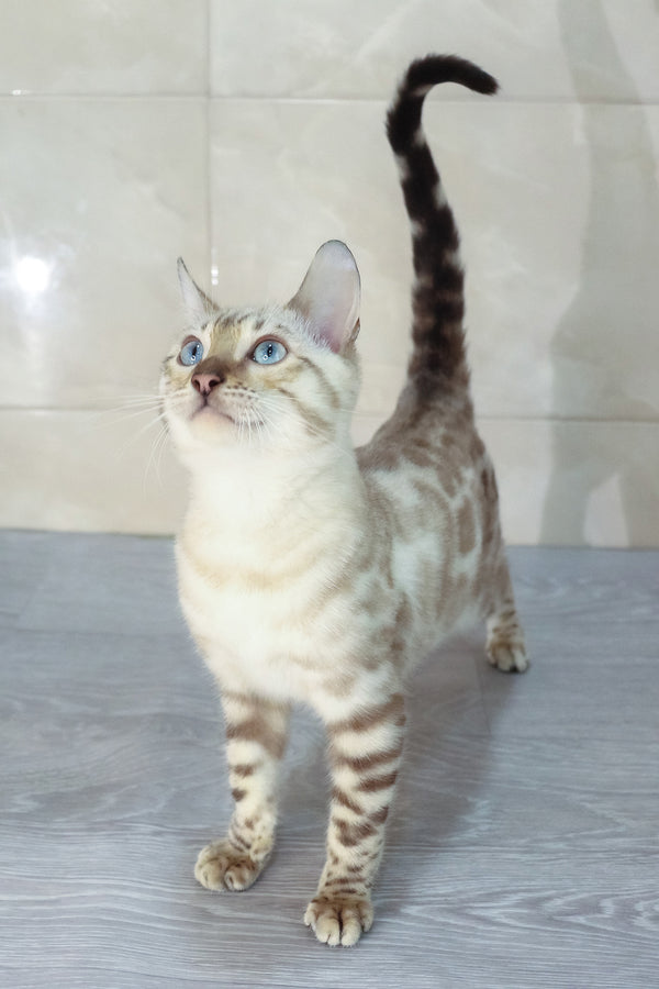 Walter | Bengal Kitten