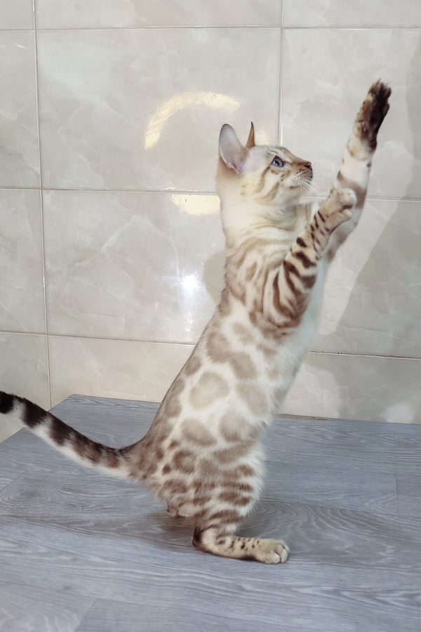 Walter | Bengal Kitten