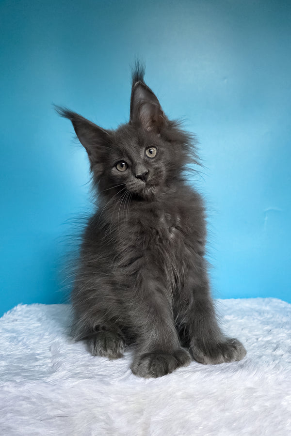 Walter | Polydactyl Maine Coon