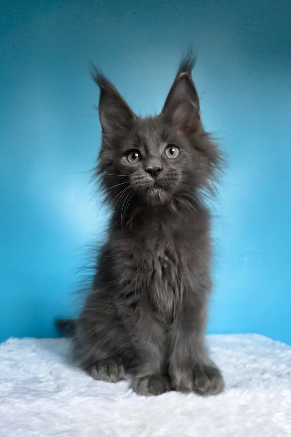 Walter | Polydactyl Maine Coon