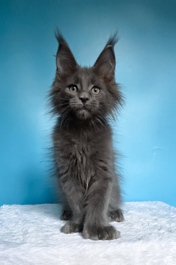 Walter | Polydactyl Maine Coon