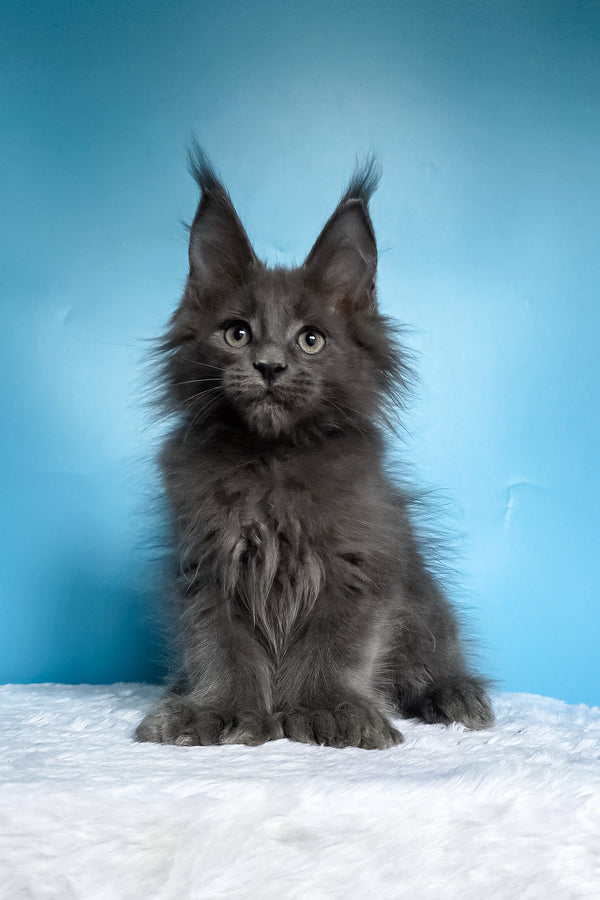Walter | Polydactyl Maine Coon