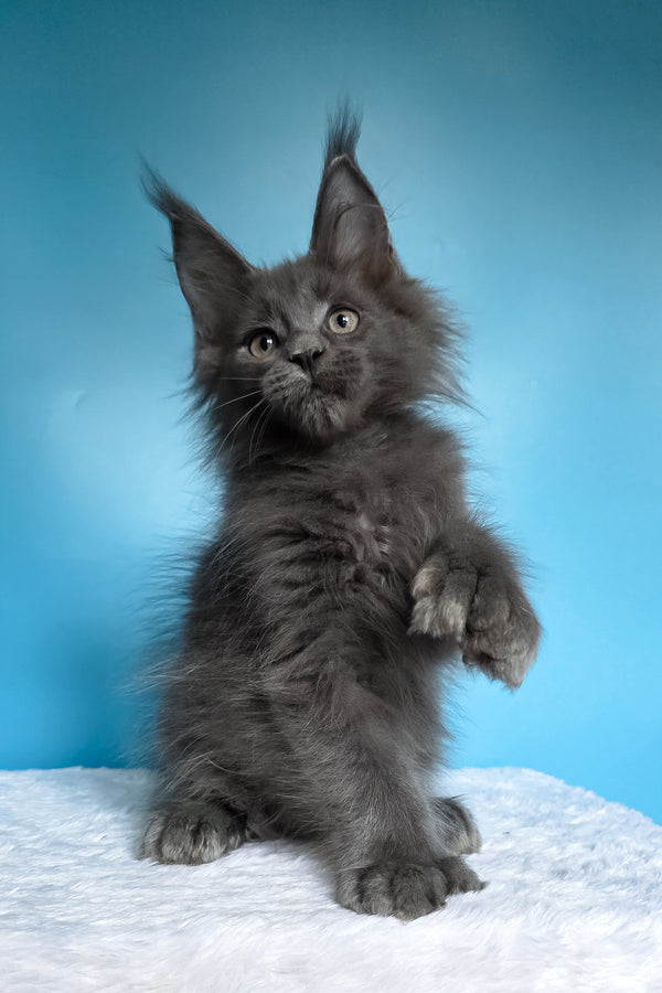 Walter | Polydactyl Maine Coon