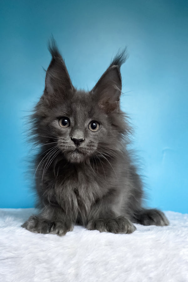 Walter | Polydactyl Maine Coon