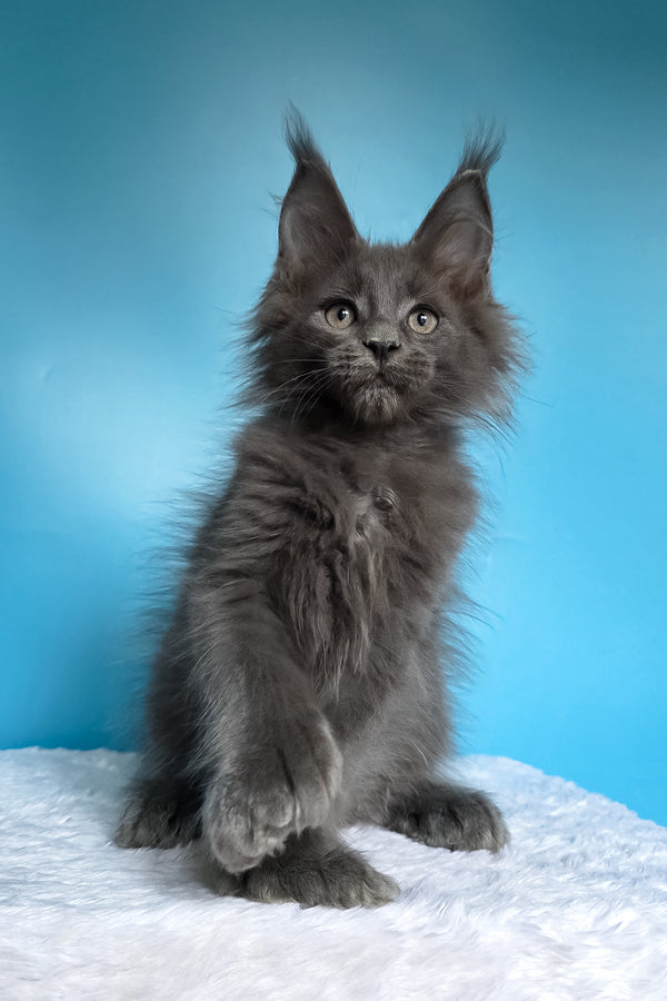 Walter | Polydactyl Maine Coon