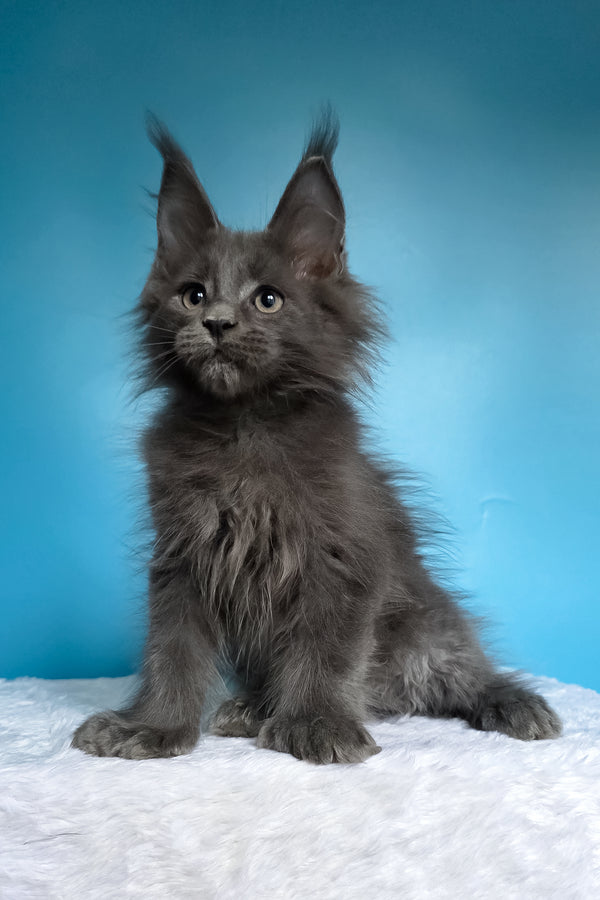 Walter | Polydactyl Maine Coon