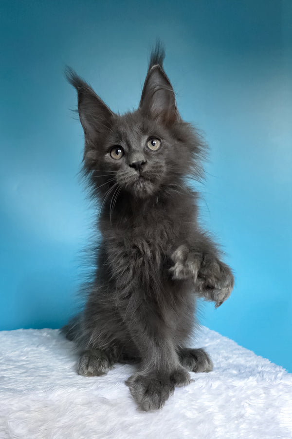 Walter | Polydactyl Maine Coon