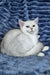 Walter | Scottish Straight Kitten