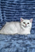 Walter | Scottish Straight Kitten