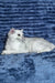Walter | Scottish Straight Kitten