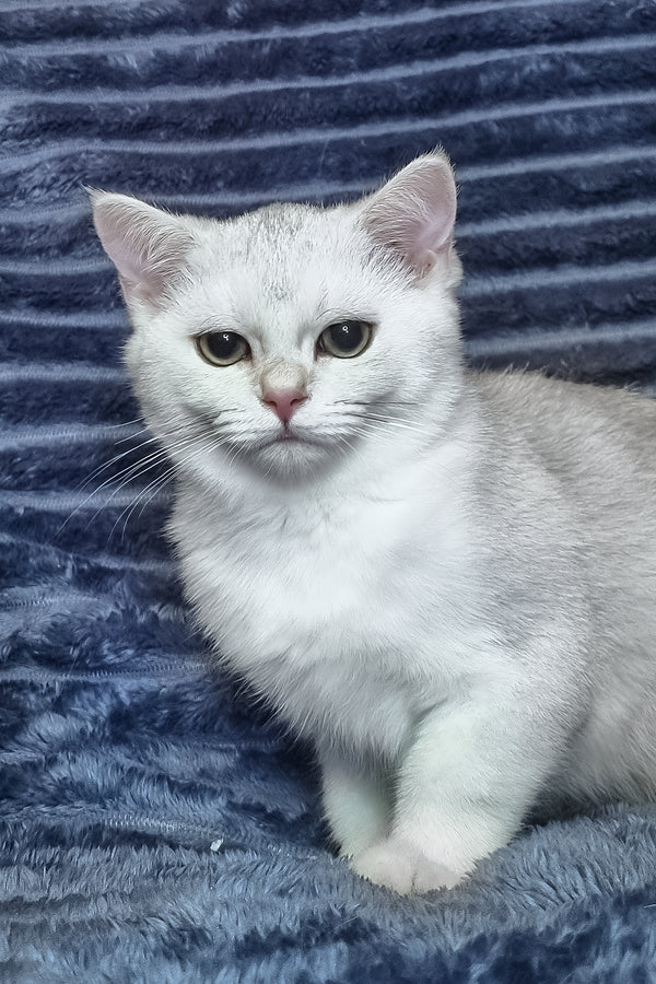 Walter | Scottish Straight Kitten