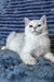 Walter | Scottish Straight Kitten