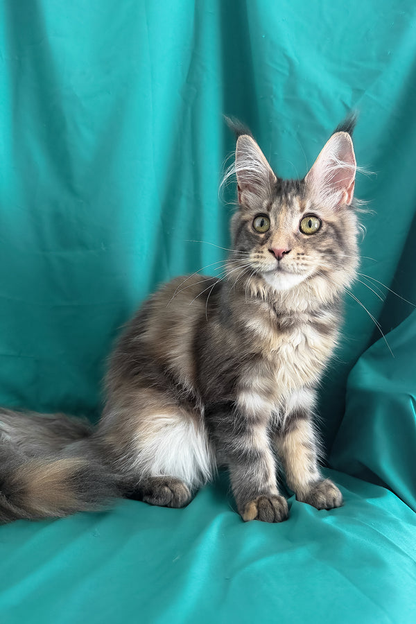 Wanessa | Maine Coon Kitten