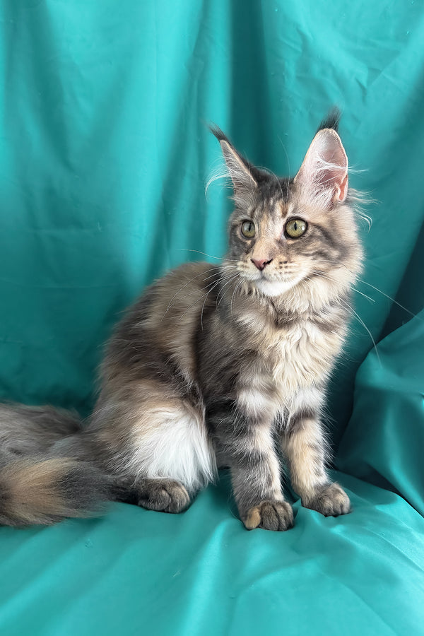 Wanessa | Maine Coon Kitten