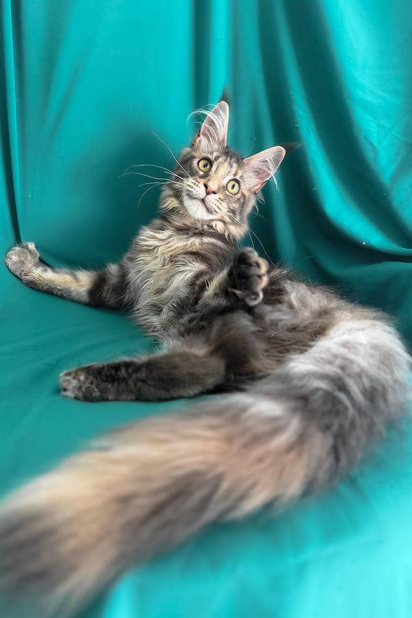 Wanessa | Maine Coon Kitten