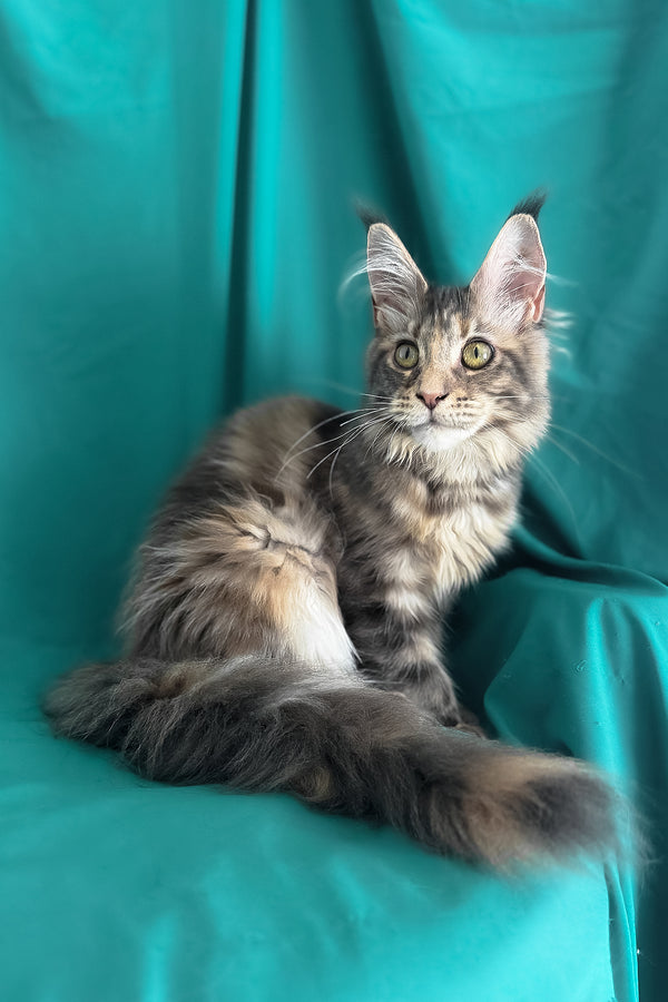 Wanessa | Maine Coon Kitten