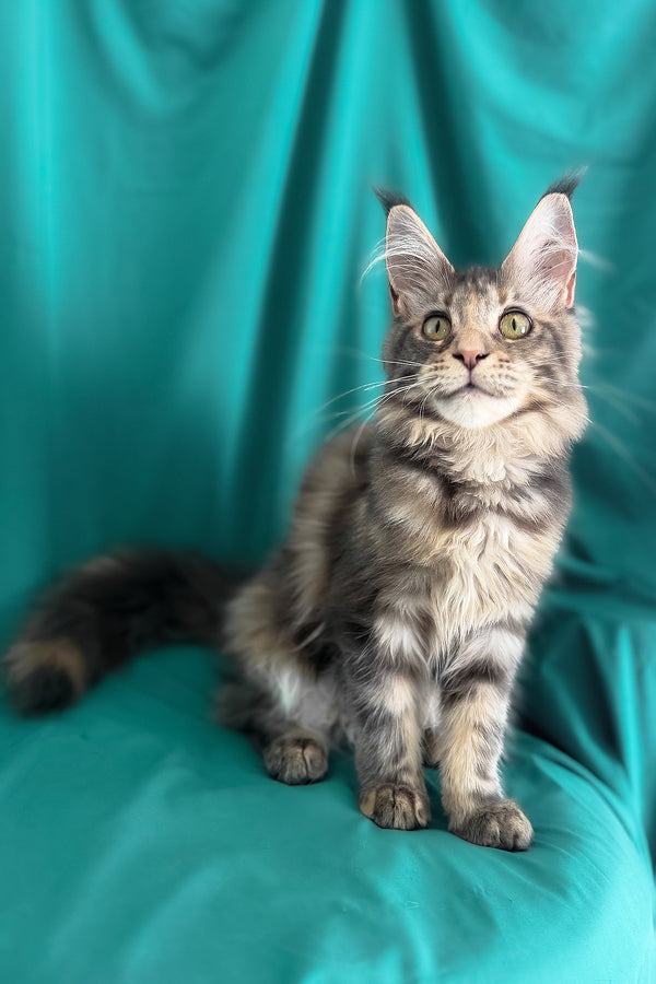 Wanessa | Maine Coon Kitten