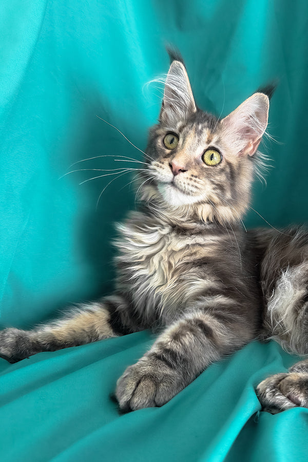Wanessa | Maine Coon Kitten