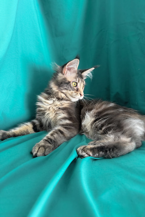 Wanessa | Maine Coon Kitten