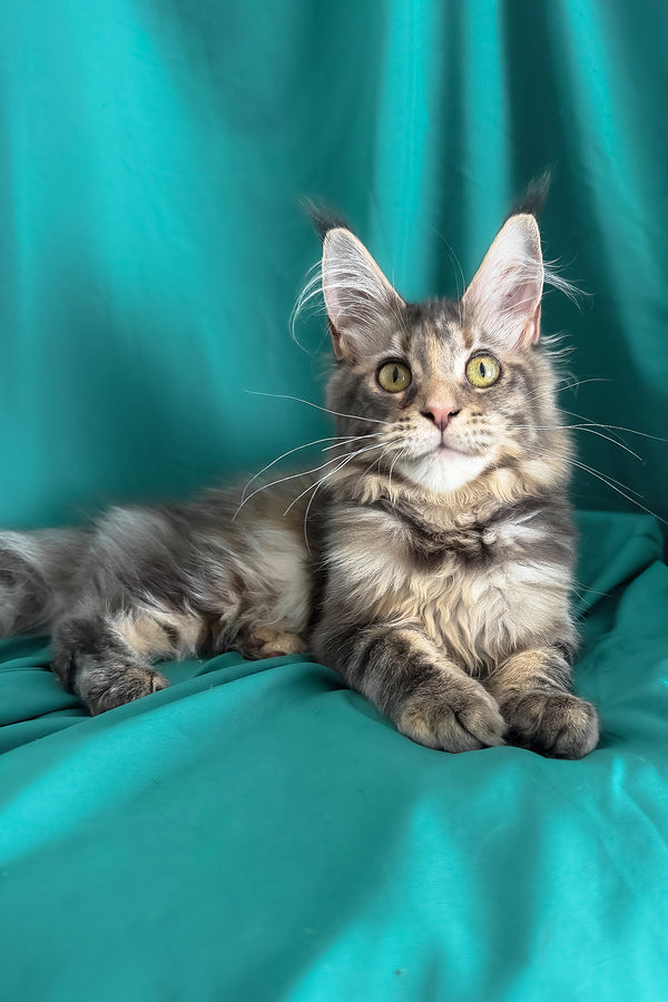 Wanessa | Maine Coon Kitten