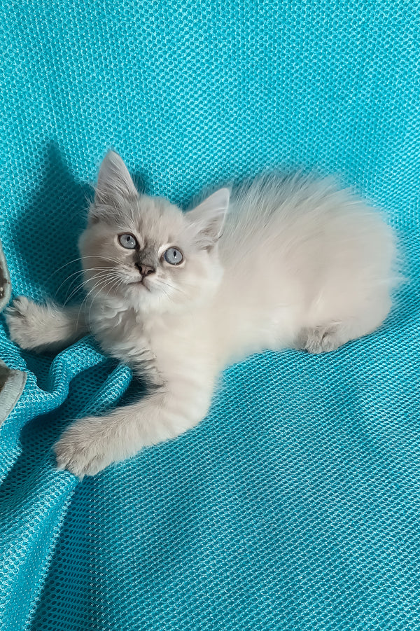 Wanessa | Siberian Kitten