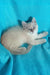 Wanessa | Siberian Kitten
