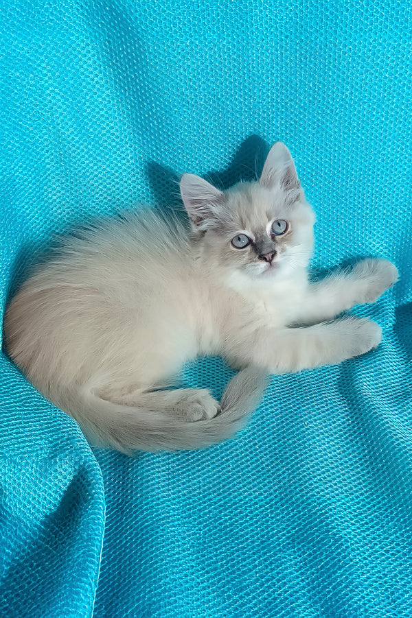 Wanessa | Siberian Kitten