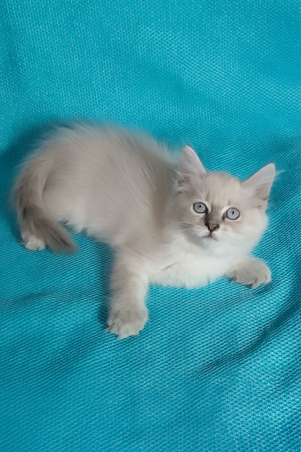Wanessa | Siberian Kitten