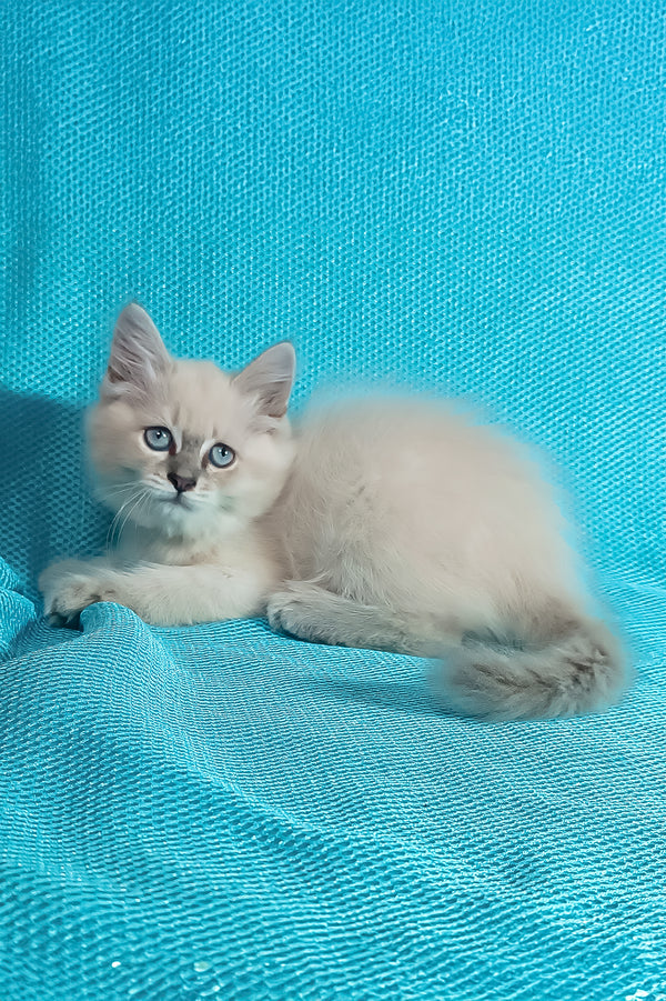 Wanessa | Siberian Kitten