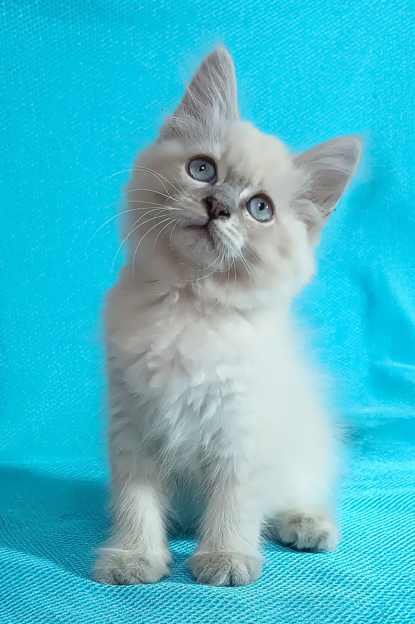 Wanessa | Siberian Kitten