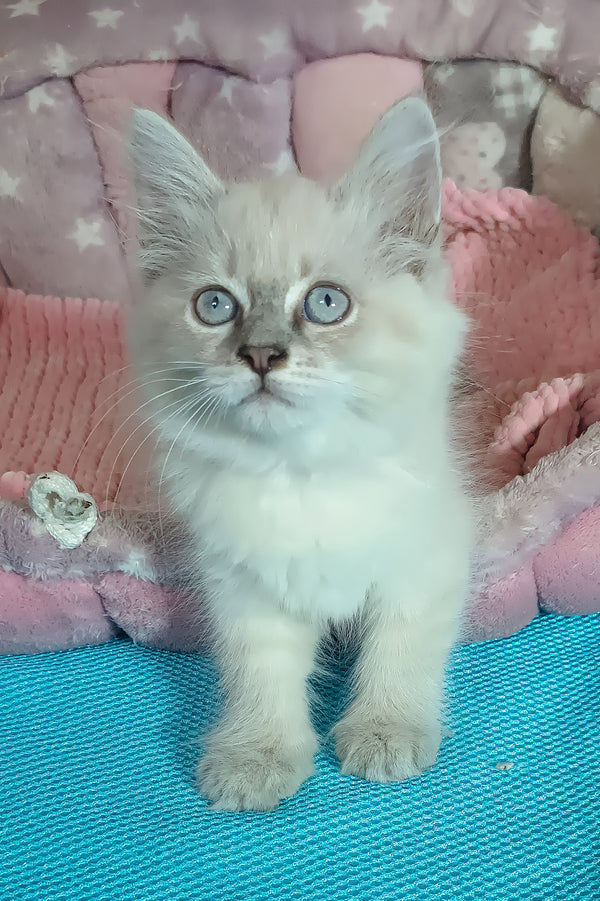 Wanessa | Siberian Kitten