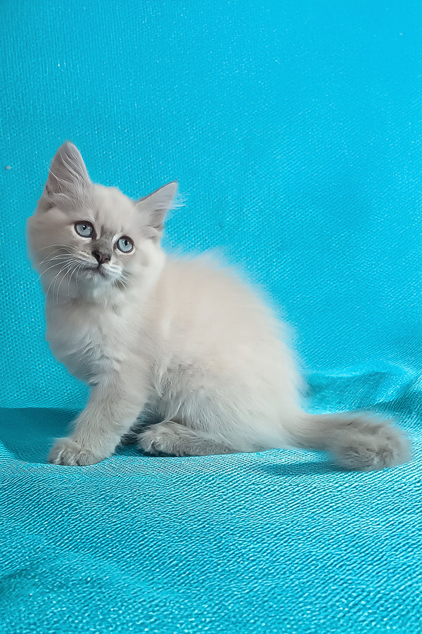 Wanessa | Siberian Kitten