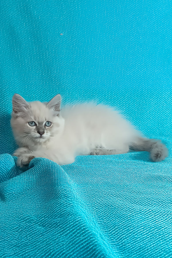 Wanessa | Siberian Kitten