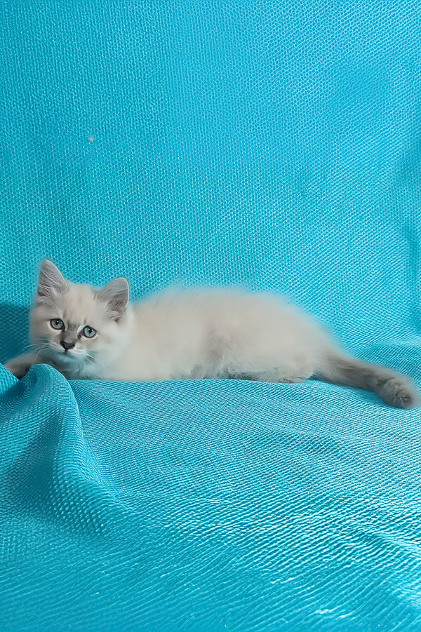 Wanessa | Siberian Kitten