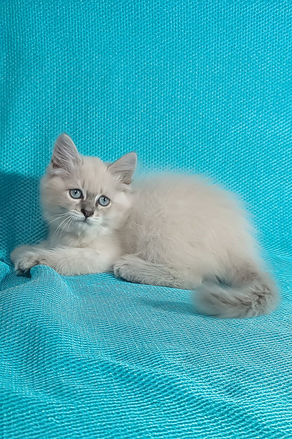 Wanessa | Siberian Kitten