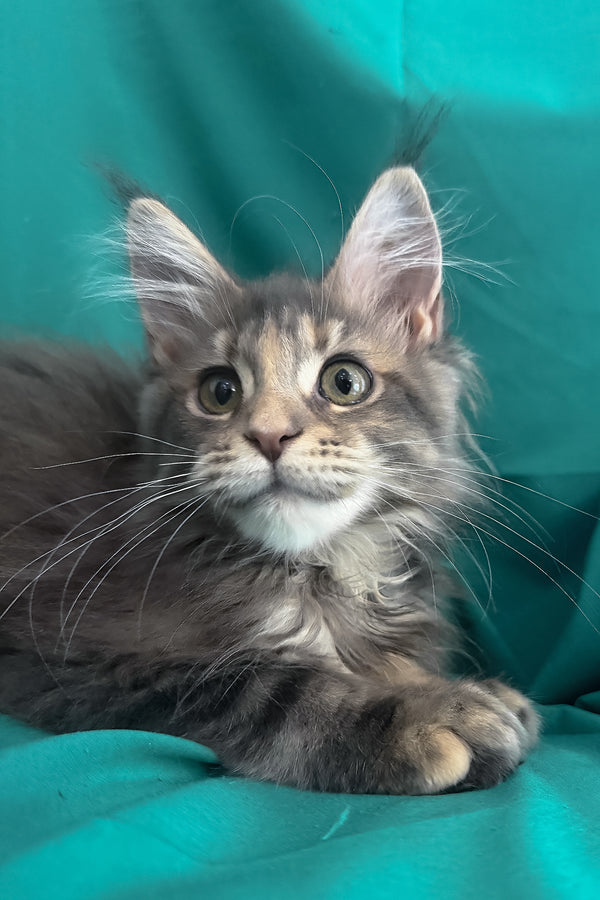 Wanessa | Maine Coon Kitten