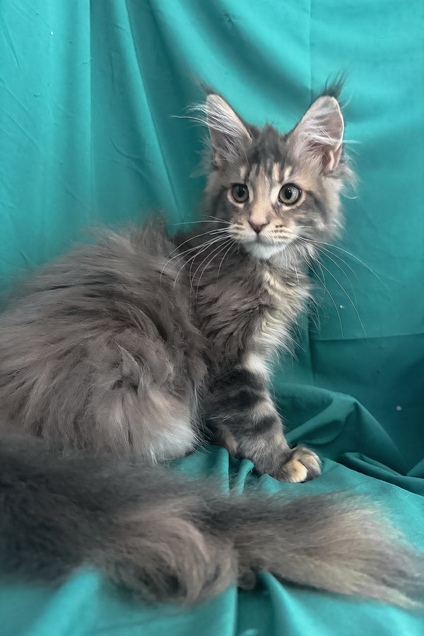 Wanessa | Maine Coon Kitten