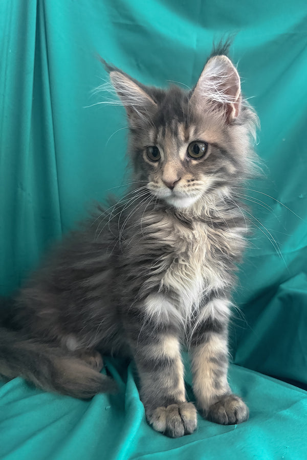 Wanessa | Maine Coon Kitten
