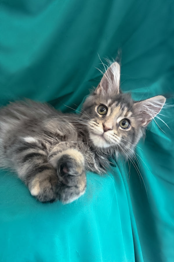 Wanessa | Maine Coon Kitten